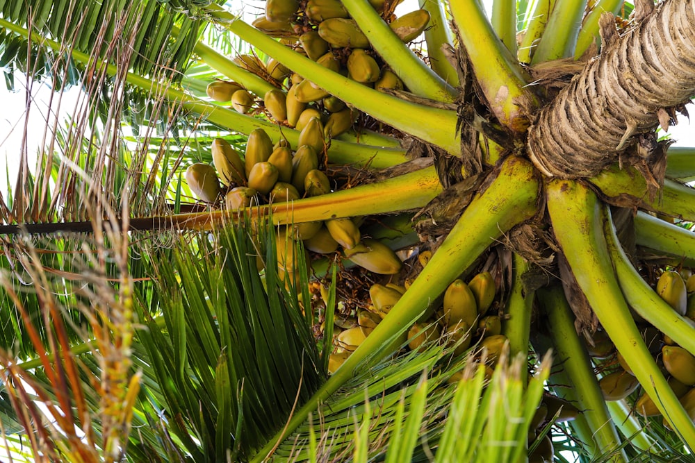 a bunch of green bananas hanging from a palm tree