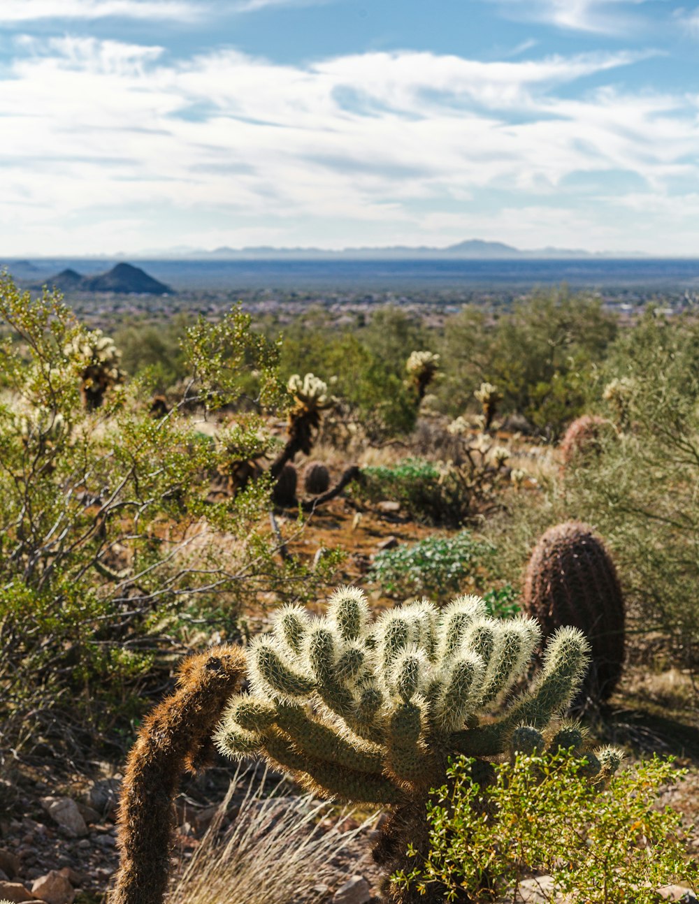 a cactus in the desert with mountains in the background