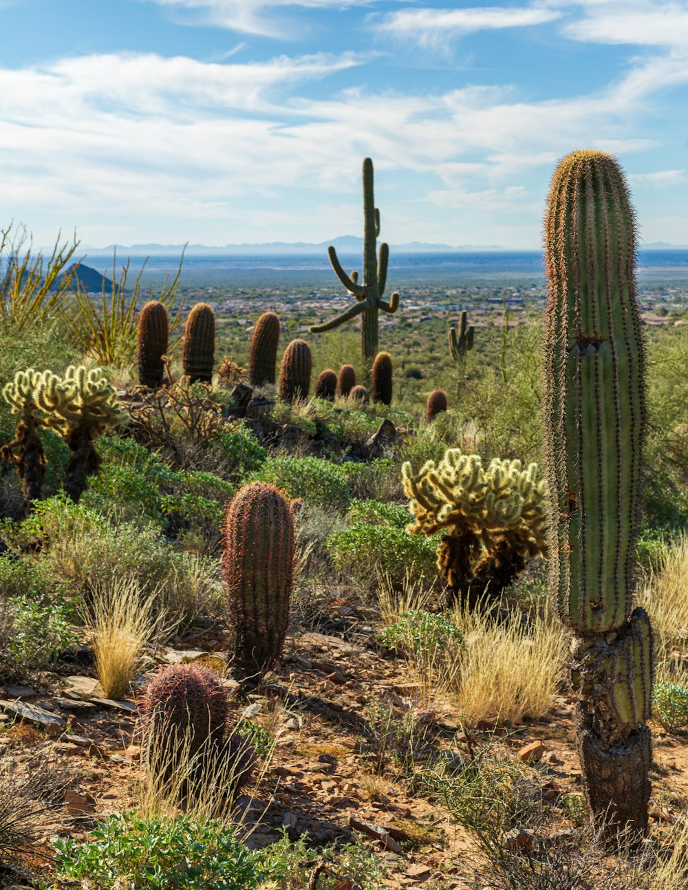 a large group of cactus plants in a field