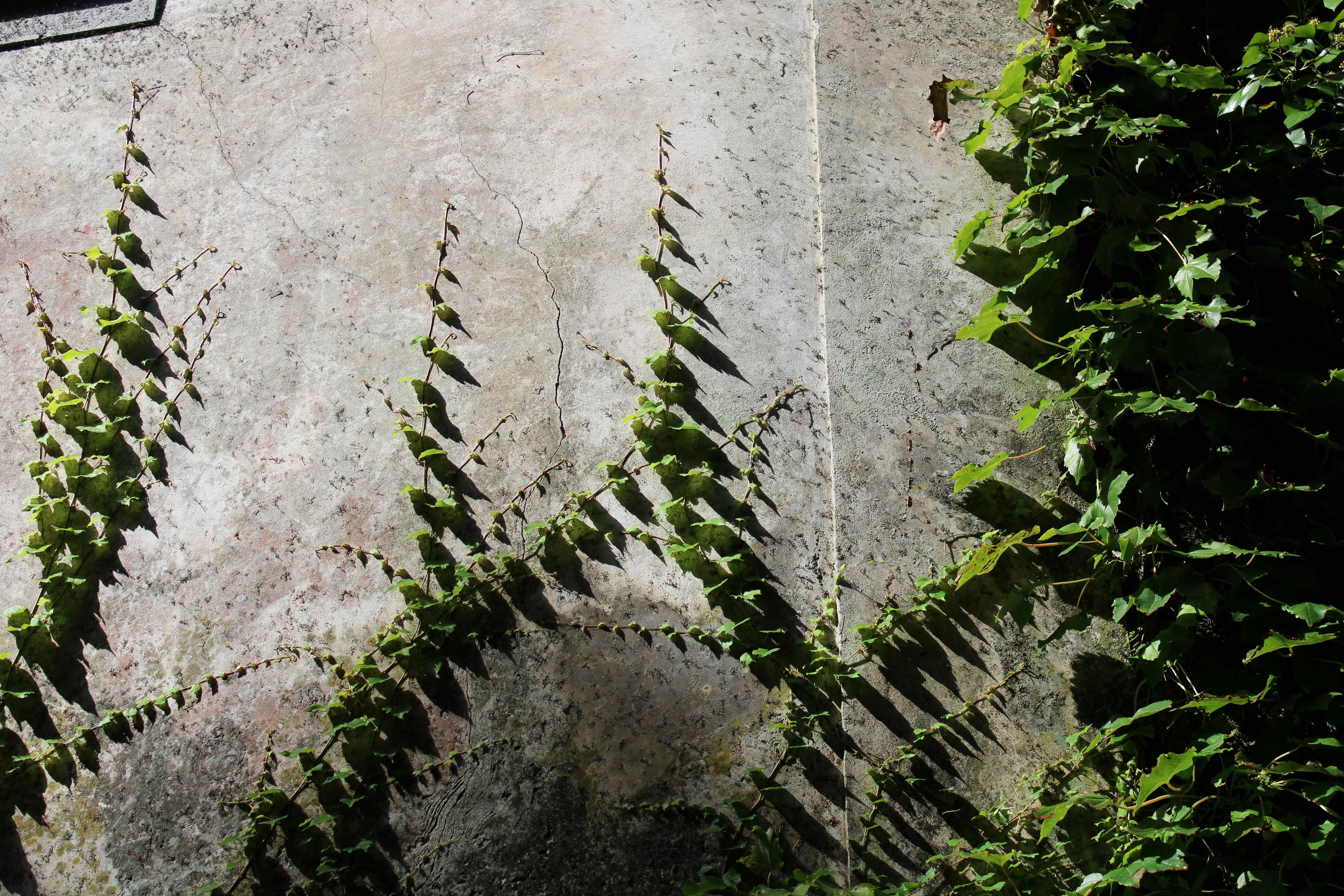 a stone wall with green plants growing on it