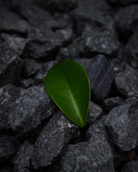 a single green leaf sitting on top of a pile of rocks
