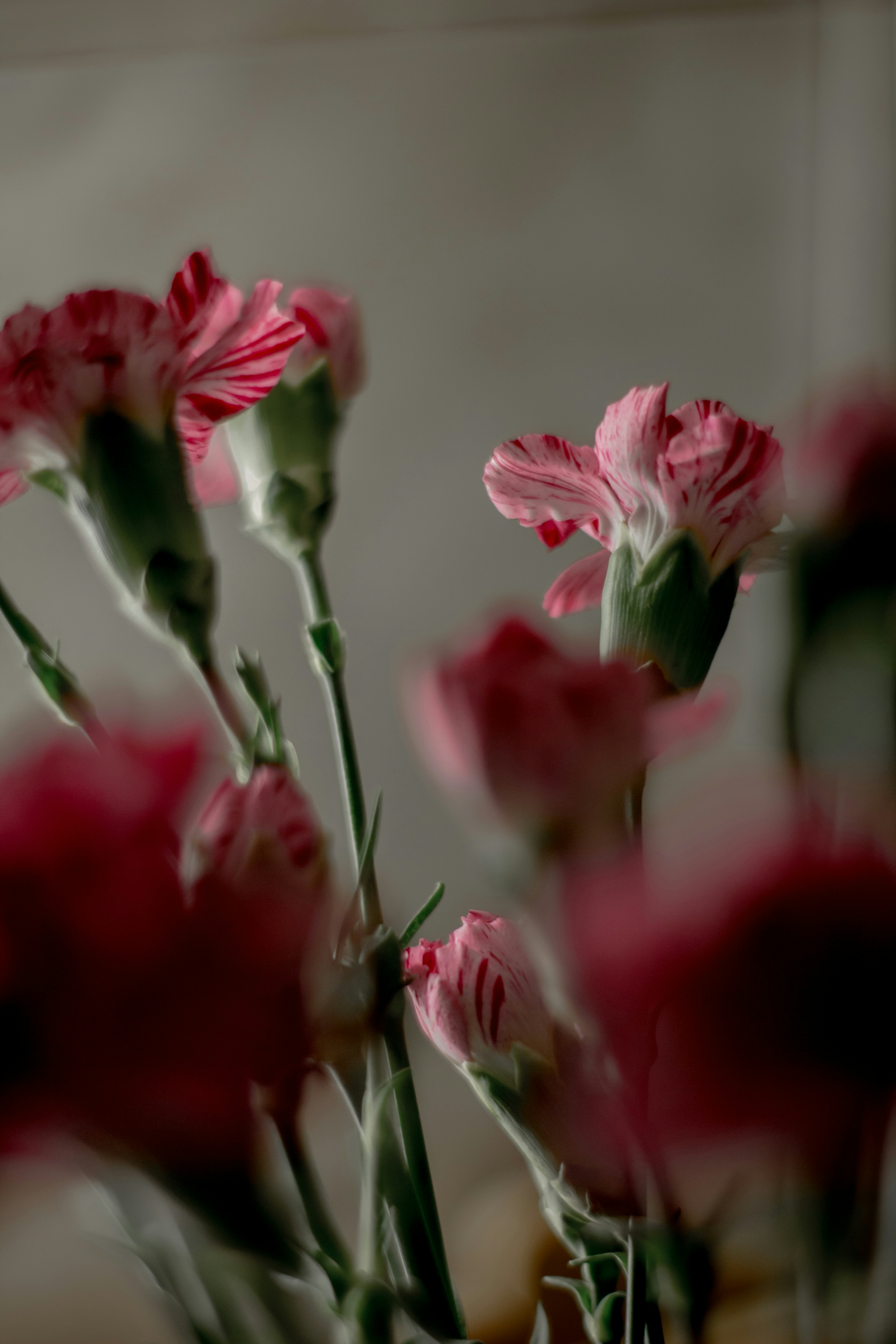 red and white wallpaper, wallpaper, Sejarah dan Makna Bendera Merah Putih 5