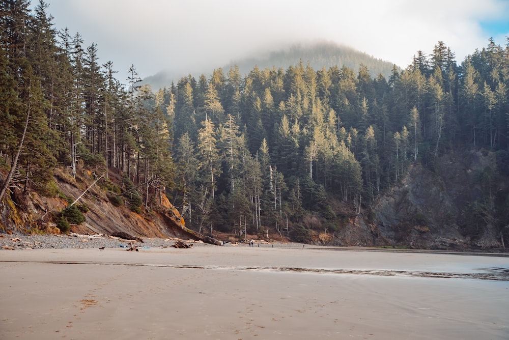 a sandy beach with trees and a mountain in the background