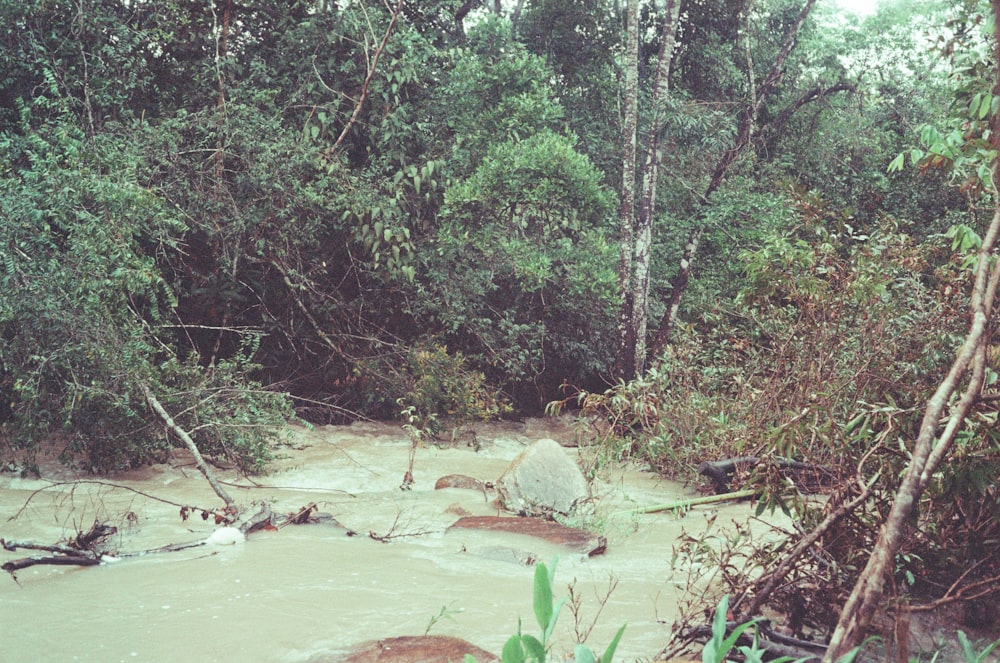 Un fiume fangoso nel mezzo di una foresta