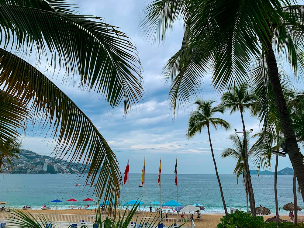 una vista di una spiaggia con palme e ombrelloni