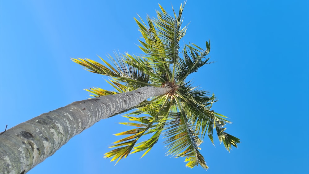 a palm tree with a blue sky in the background