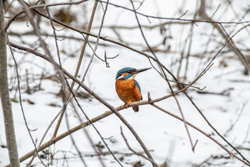 a bird sitting on a branch in the snow