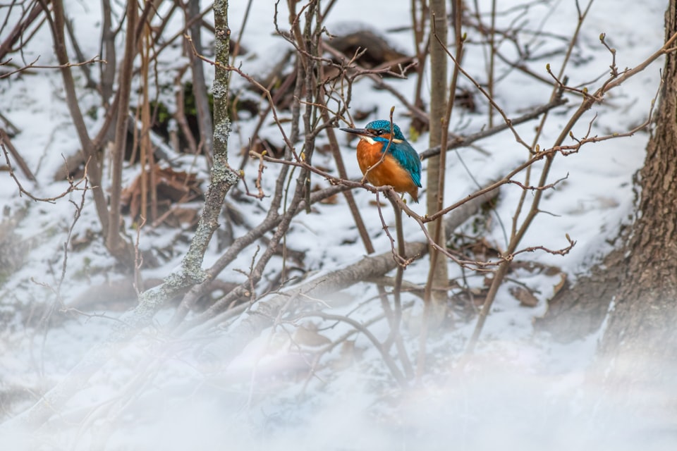 Что такое бёрдвотчинг (Birdwatching)?