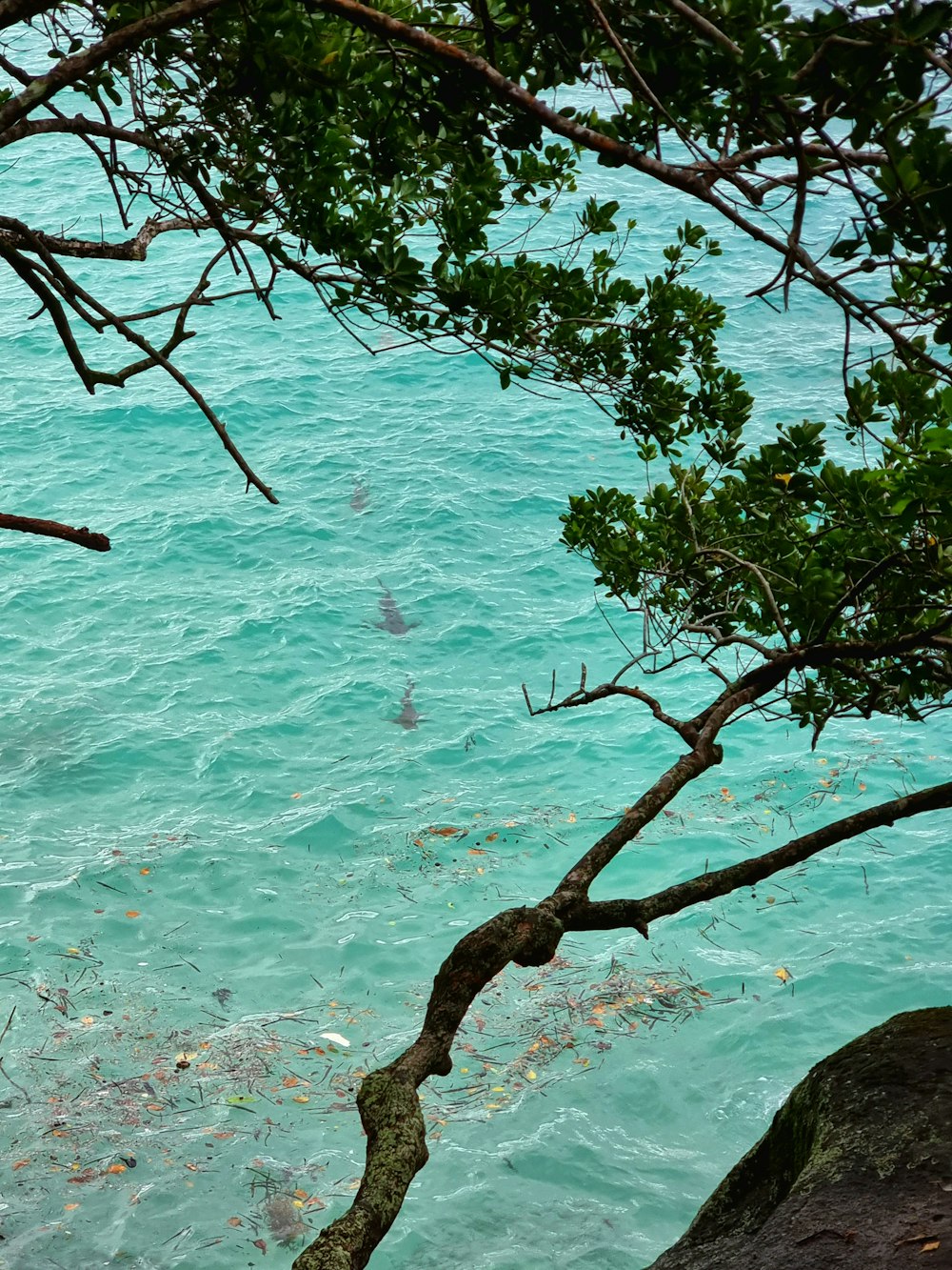 a body of water surrounded by trees and rocks