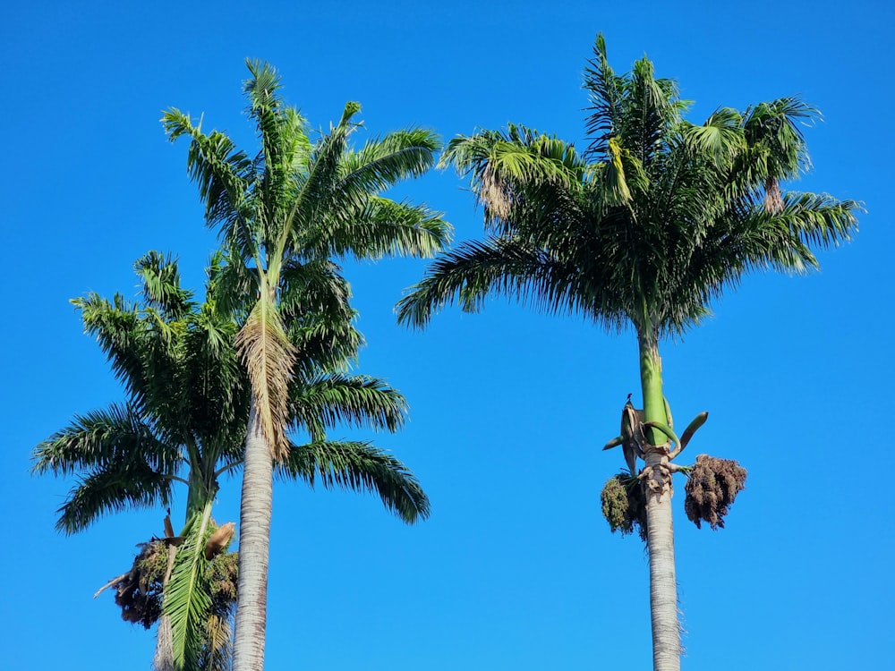 a group of palm trees with a blue sky in the background