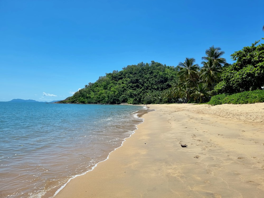 a sandy beach next to a lush green forest