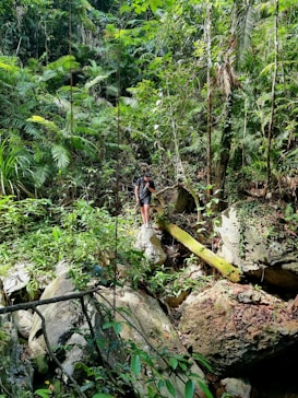 A dense jungle scene with lush green foliage, tall trees, and large rocks. A person stands on a rock wearing a backpack, surrounded by the vibrant greenery of the forest.