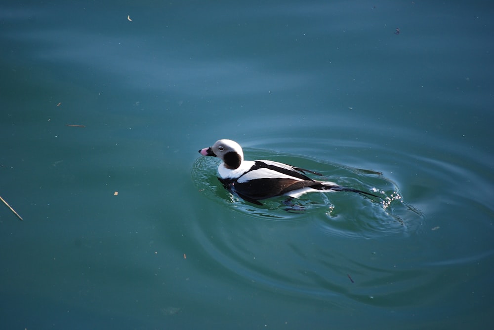 um pássaro preto e branco flutuando em cima de um corpo de água