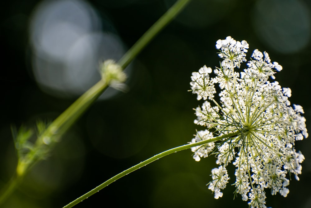 a close up of a flower with a blurry background