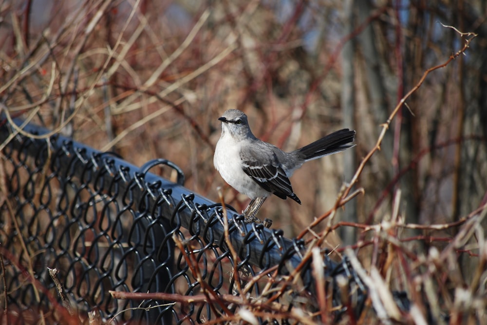 a small bird perched on a chain link fence