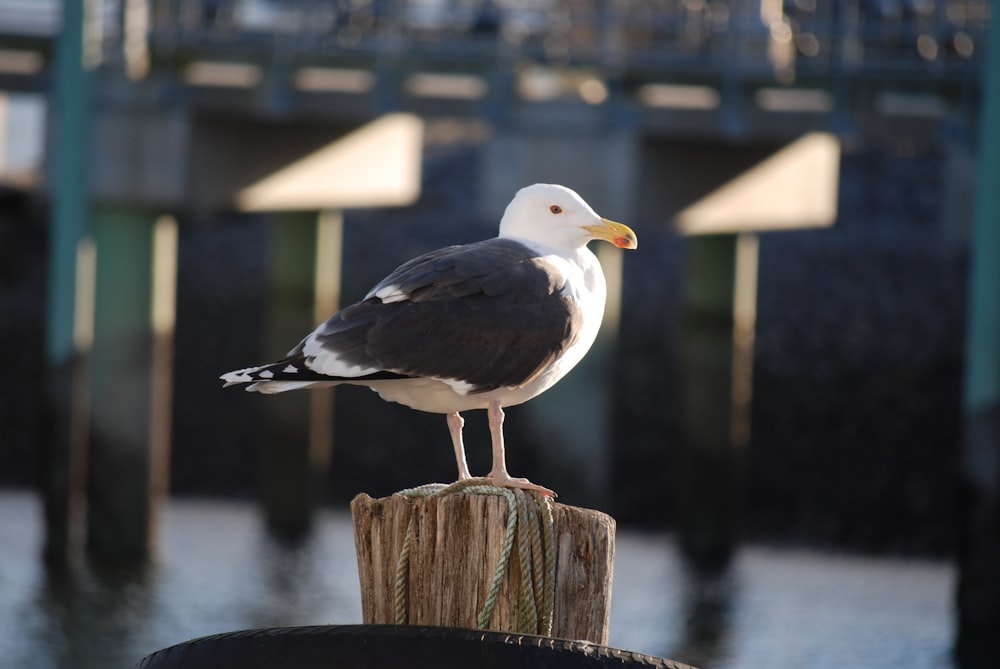 a seagull standing on a post in front of a body of water