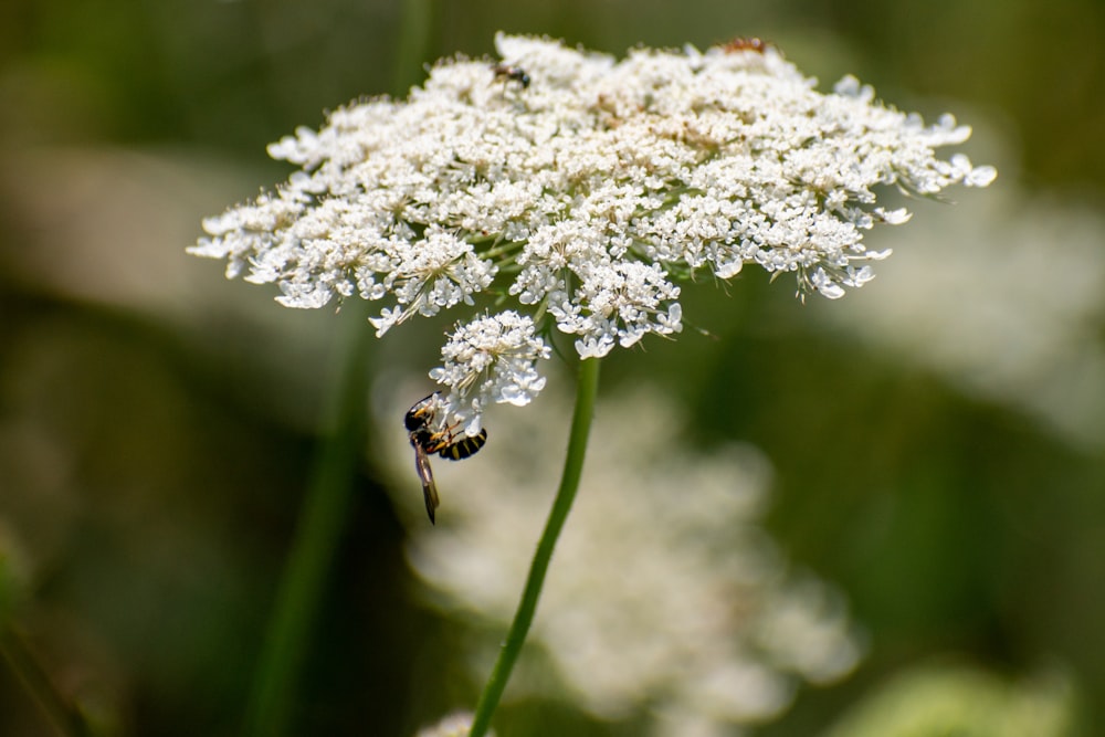 a close up of a flower with a bee on it