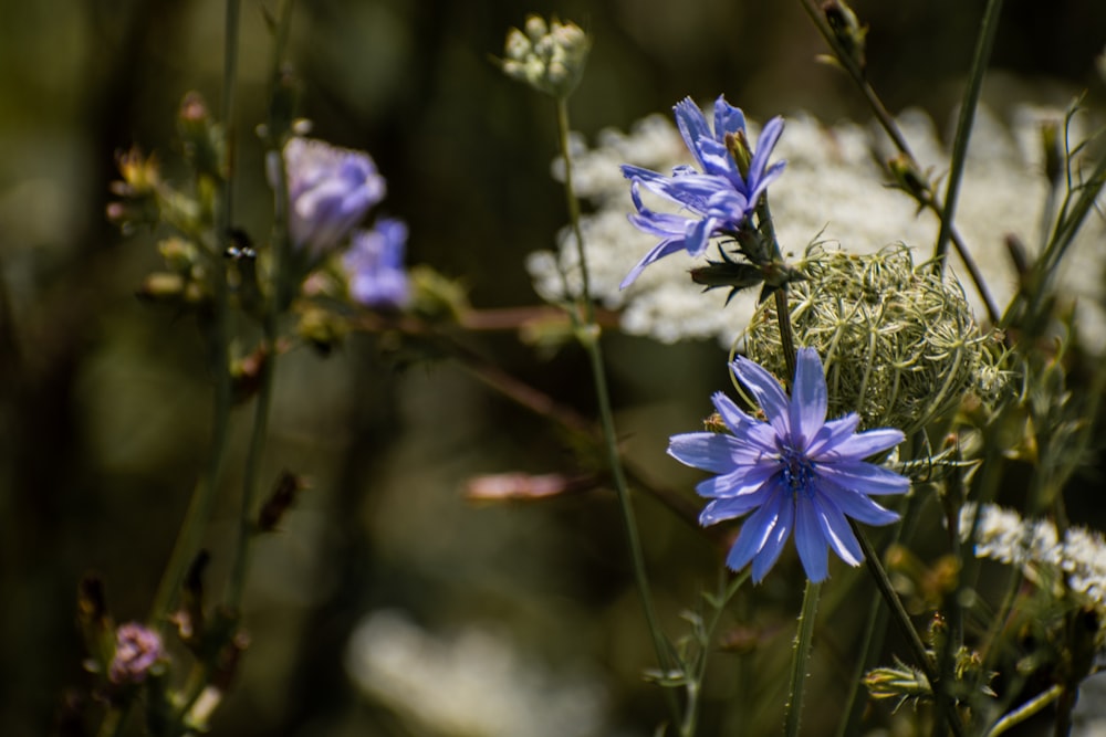 a group of blue flowers sitting on top of a lush green field