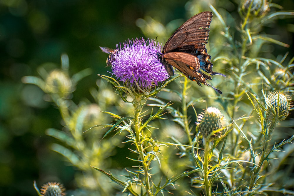 a butterfly sitting on top of a purple flower