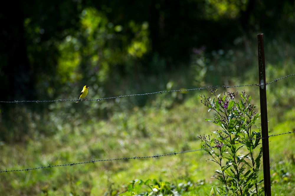 a small yellow bird sitting on a barbed wire fence