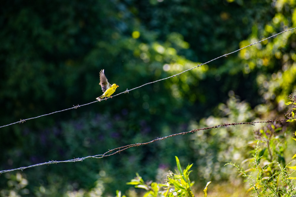 un piccolo uccello giallo seduto sulla cima di un filo spinato