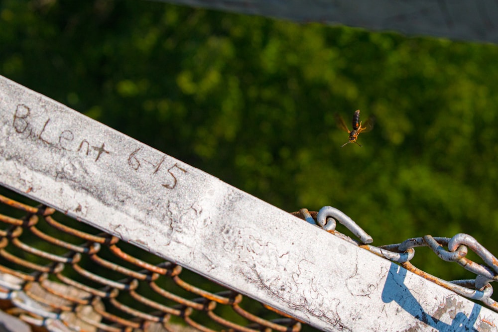 a bird flying over a chain link fence