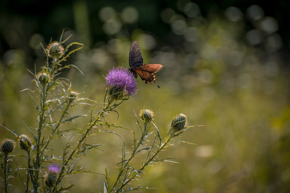 a brown butterfly sitting on top of a purple flower