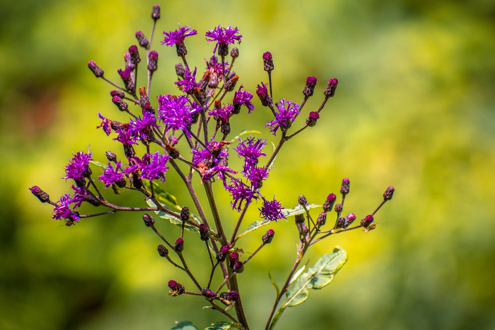 a close up of a plant with purple flowers