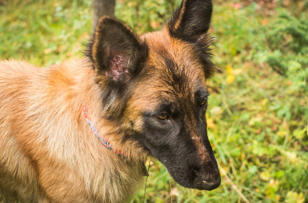 a close up of a dog in a field of grass