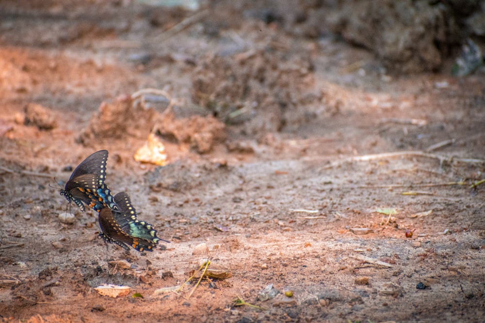 a butterfly that is sitting on the ground