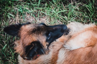 a brown dog laying on top of a lush green field