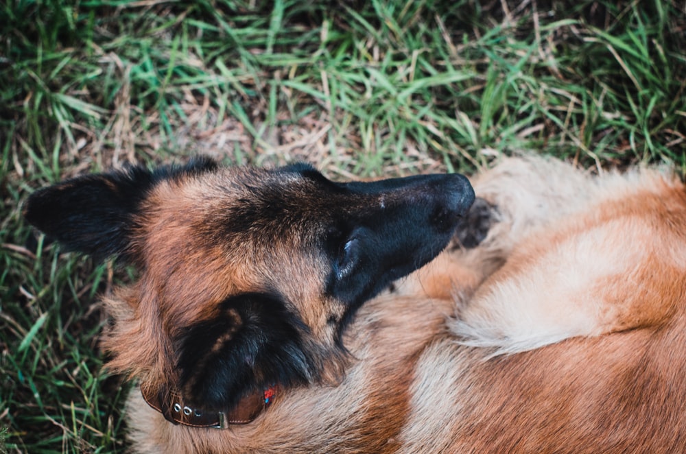 a brown dog laying on top of a lush green field