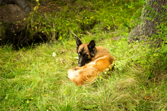 A proud Belgian Malinois standing alert in a lush green field at K9 Canino.