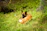 A proud Belgian Malinois standing alert in a lush green field at K9Canino.