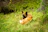 A proud Belgian Malinois standing alert in a lush green field at K9Canino.