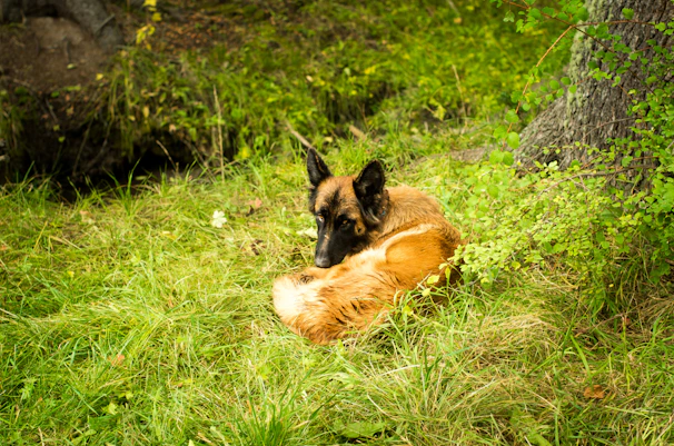 A proud Belgian Malinois standing alert in a lush green field at K9 Canino.