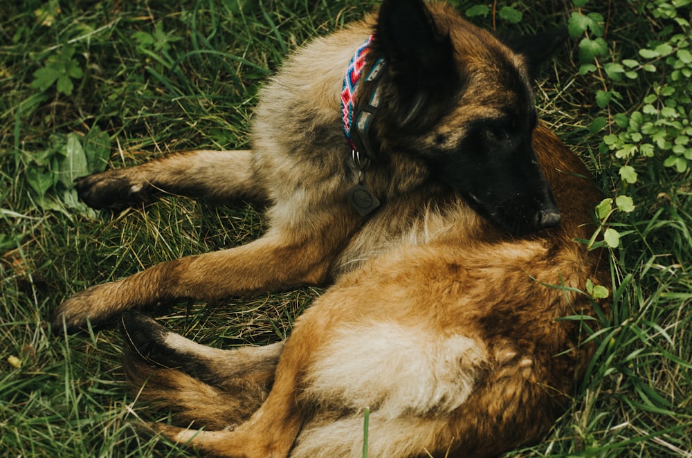 a dog laying on the ground in the grass