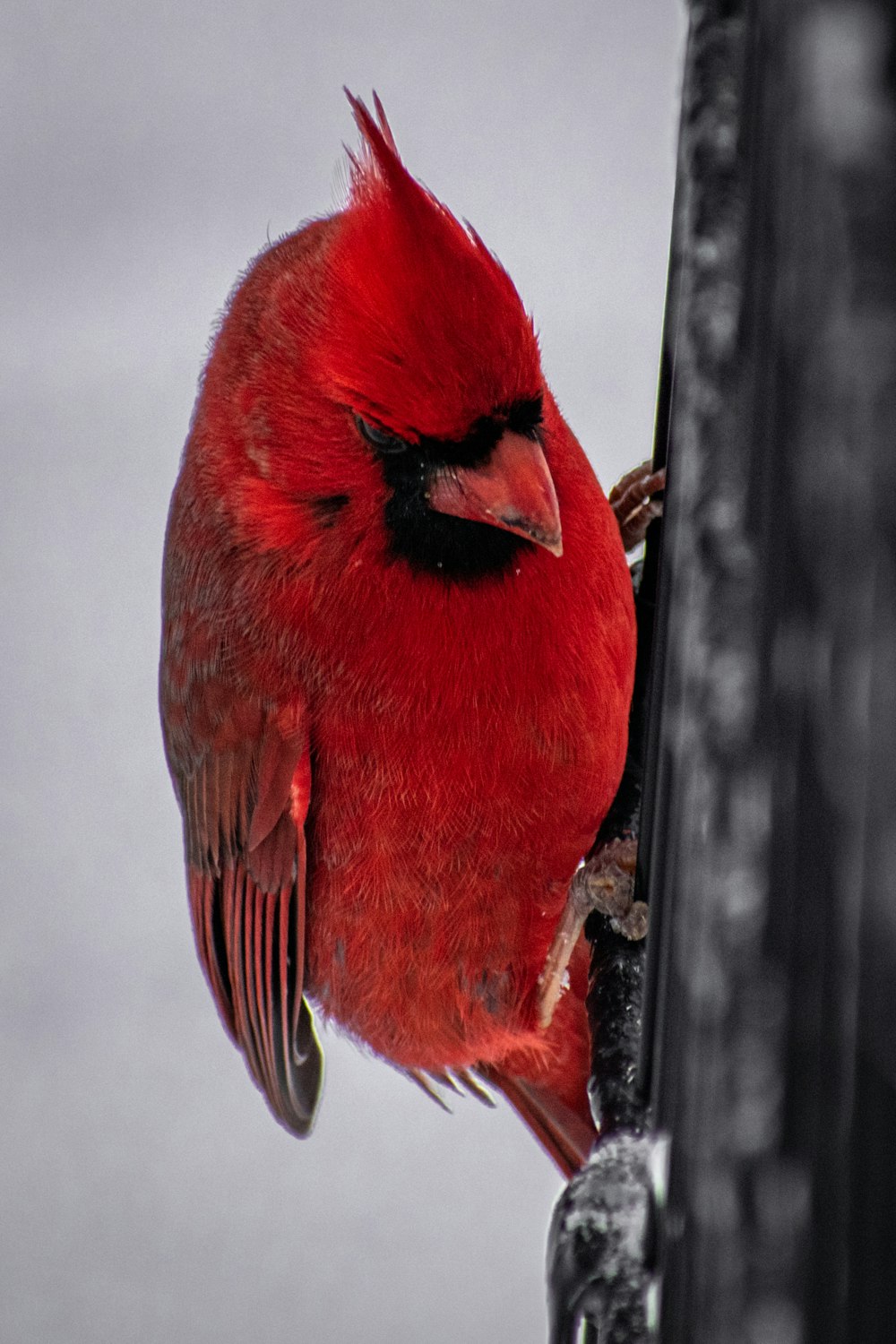 a red bird perched on top of a metal pole