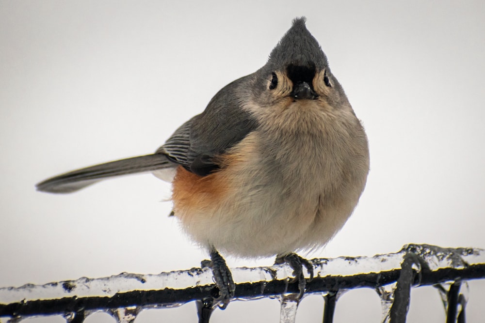 um pequeno pássaro empoleirado no topo de uma cerca de metal