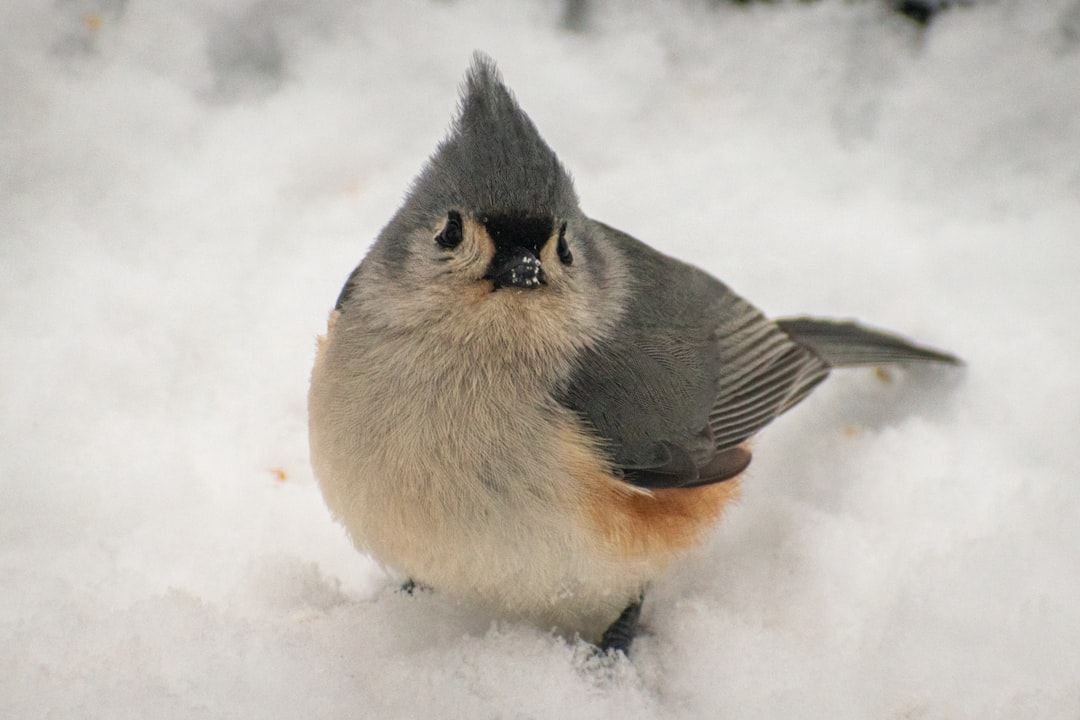 a small bird sitting on top of a pile of snow,
