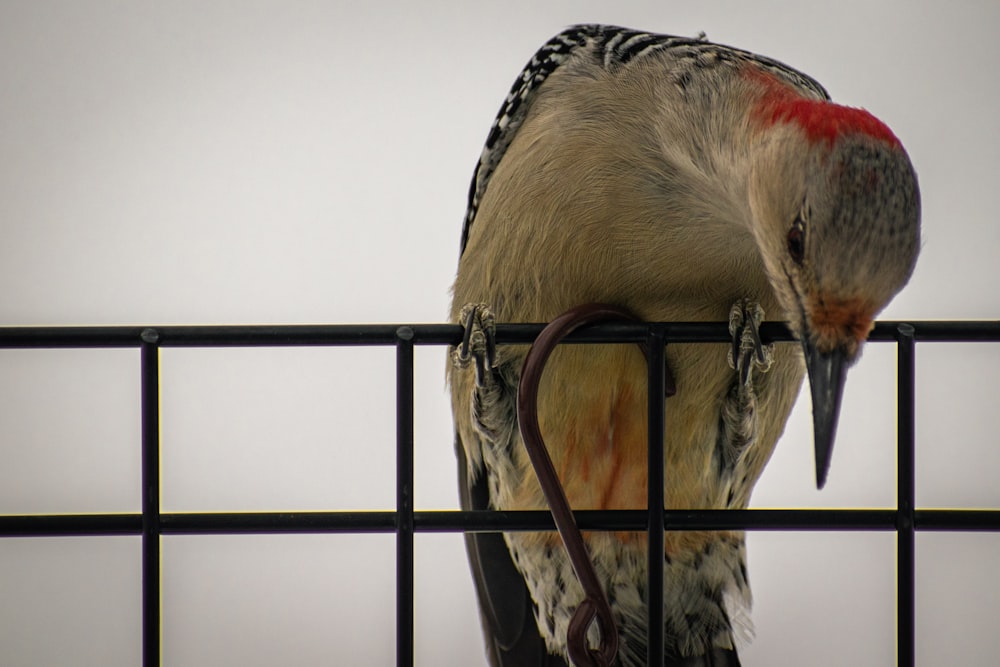 a bird perched on top of a metal fence