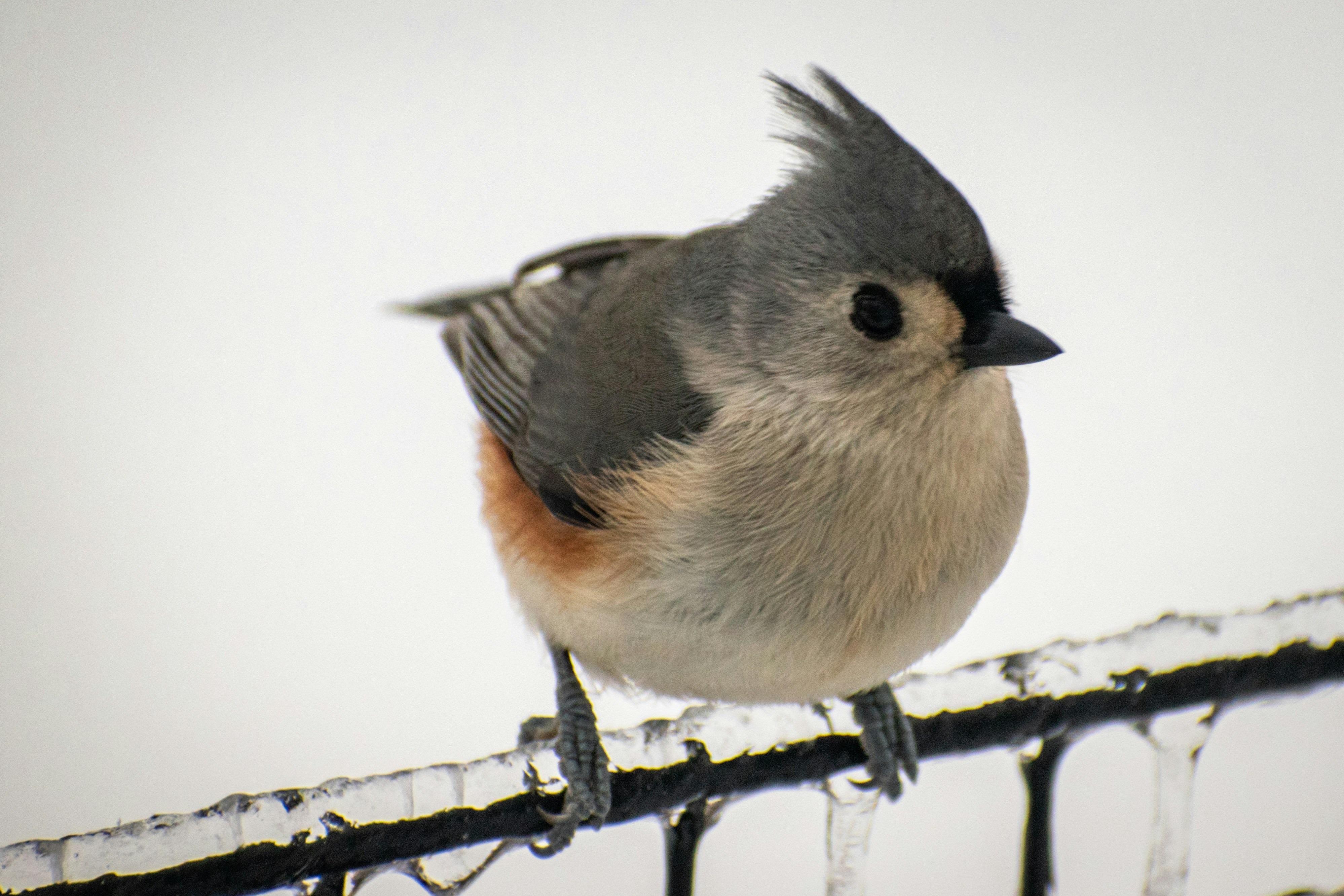 a small bird perched on top of a metal rail, 