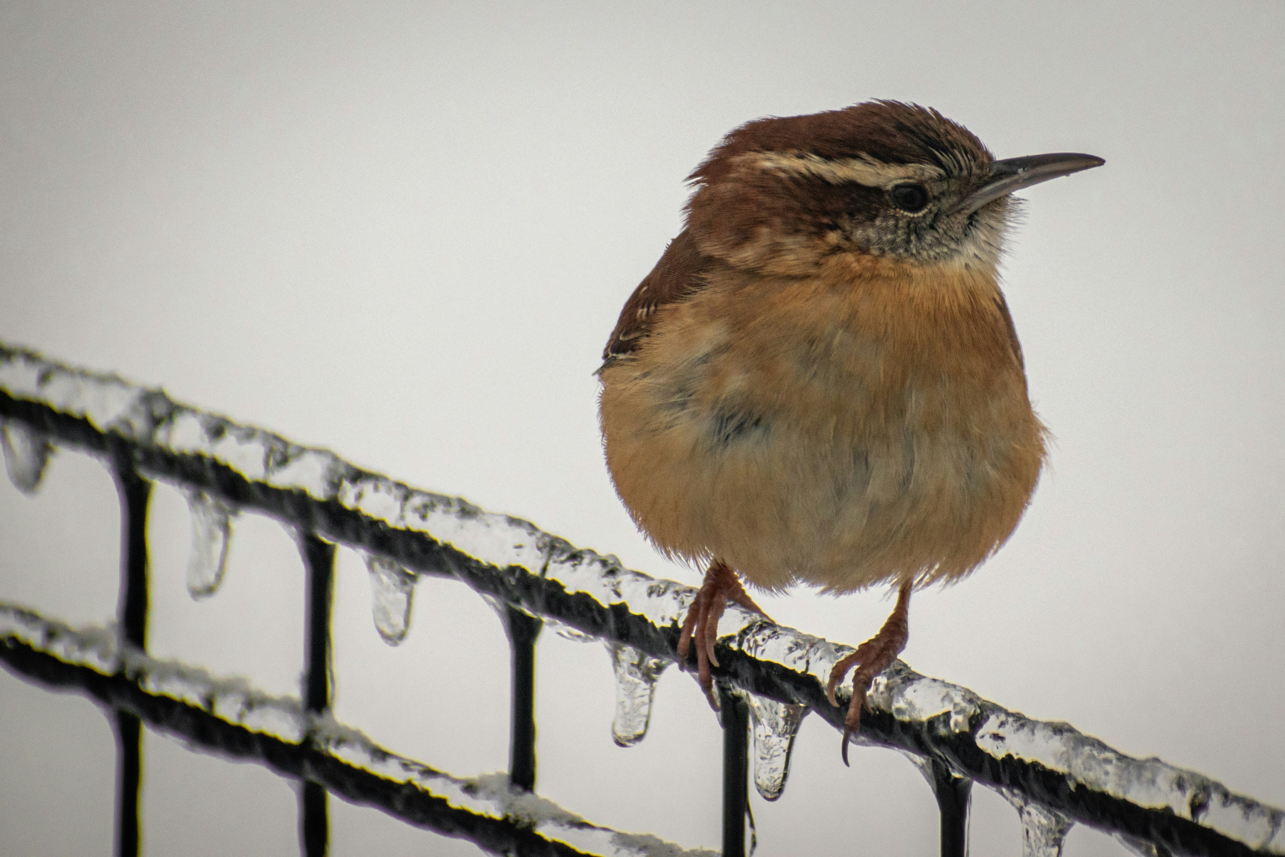 a small brown and white bird sitting on a fence