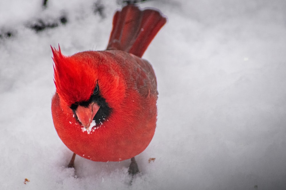 a red bird standing on top of snow covered ground