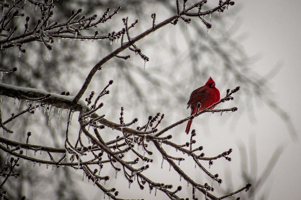 a red bird sitting on a branch of a tree