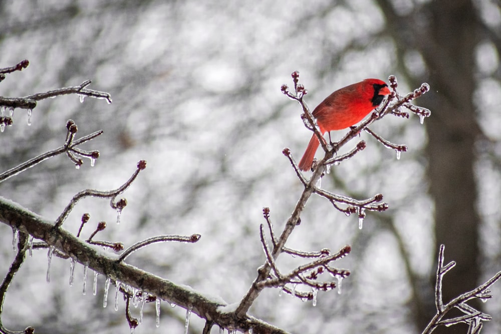 a red bird is perched on a tree branch