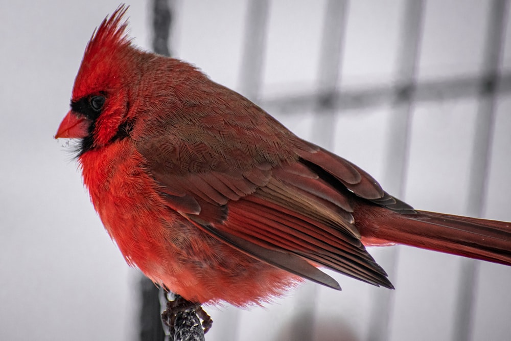 a red bird sitting on top of a metal pole
