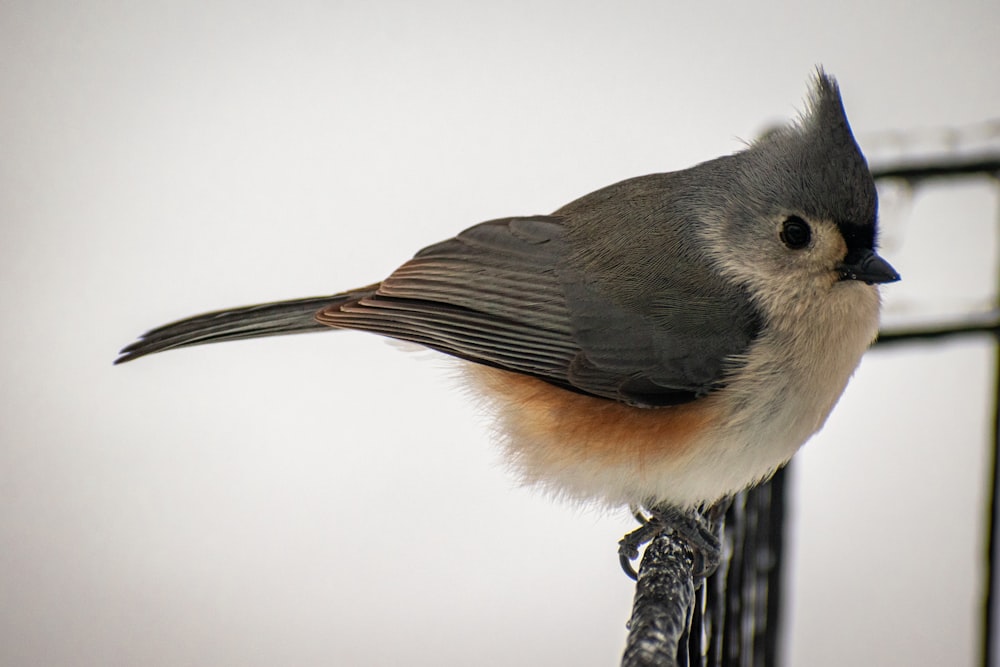 a small bird perched on top of a metal pole