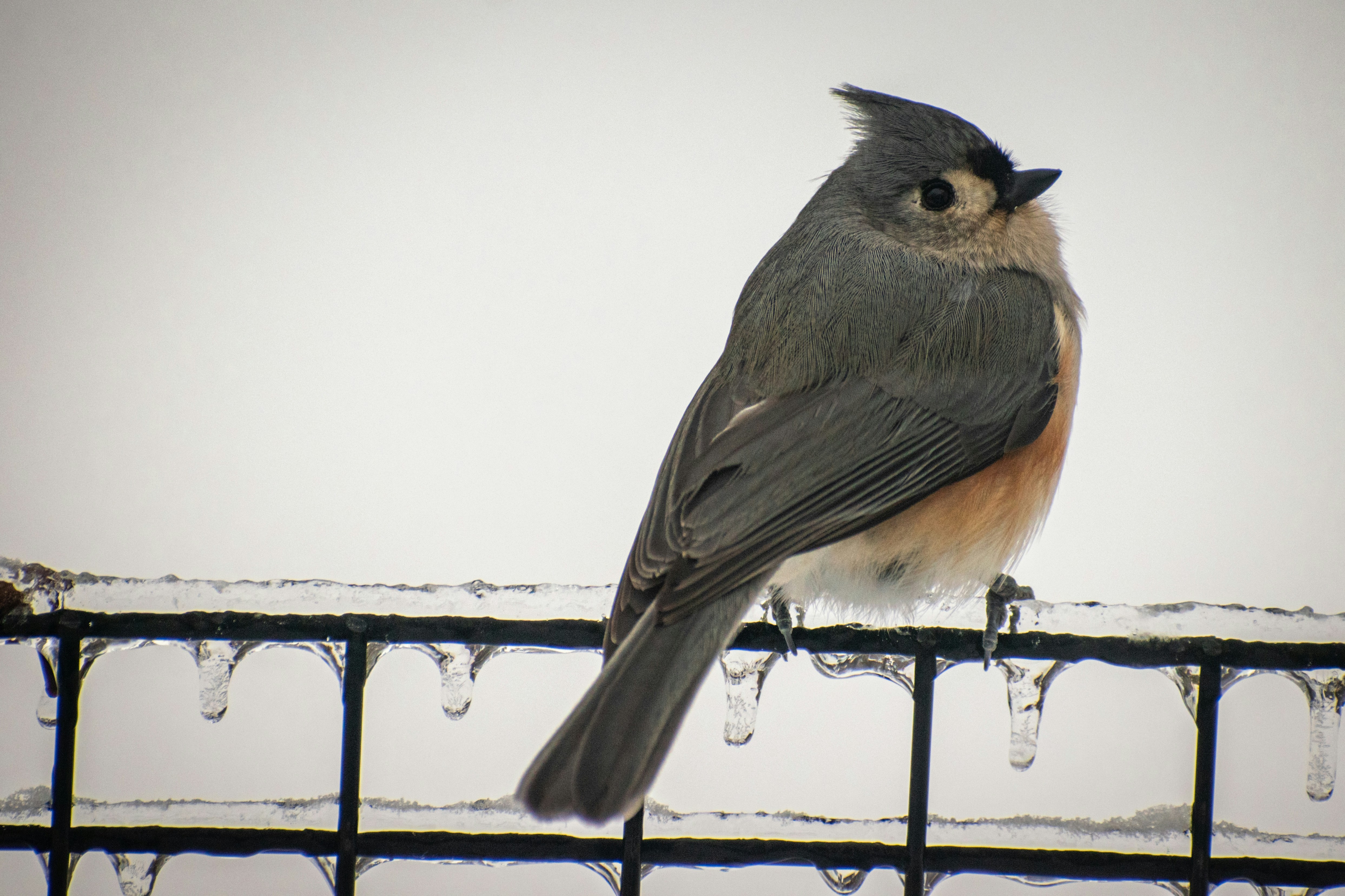 a bird perched on a fence with icicles on it, 