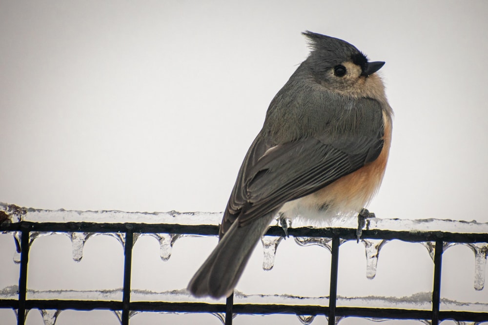 a bird perched on a fence with icicles on it